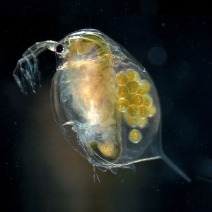Zooplankton comprise a link between algae and fish