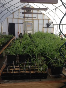 Inmates at MTC have monitored small scale greenhouse studies of community assembly and trait patterns